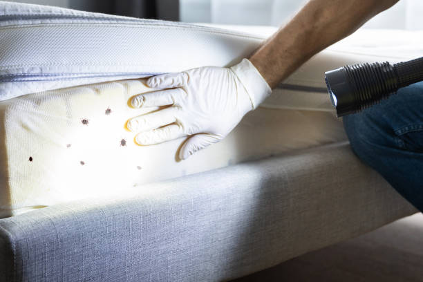 Best Cockroach Control Services  in Hutchinson, KS