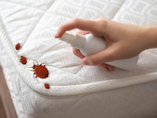 Best Emergency Pest Control  in Hutchinson, KS